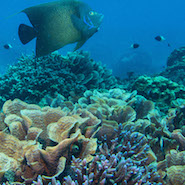 Marine life around Four Seasons Resort Seychelles